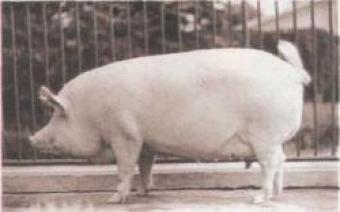Белая длинноухая свинья