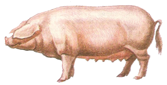 Свинья эстонской беконной породы
