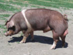 Гемпширская  порода свиней