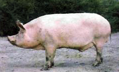Короткоухая белая порода свиней