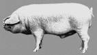 Ливенская    свинья