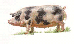 Миргородская свинья