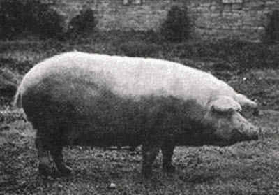 Муромская  порода свиней