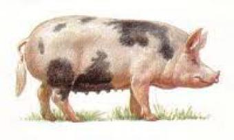 Северокавказская     свинья