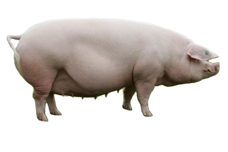 Уэльская  порода свиней